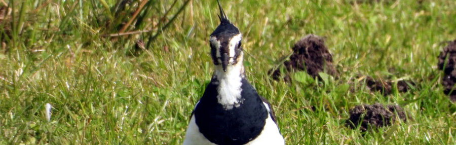 ORIENTIERUNG IM SYSTEMISCHEN FRAGENRAUM